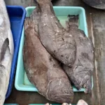 Frozen Flathead Fillets 5kg Carton