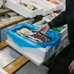 Ocean Trout Fillets 5kg Carton