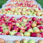 Apples (Bulk)