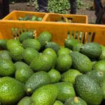 Avocados (Hass) (Bulk)