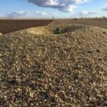 Faba Beans (Bulk)
