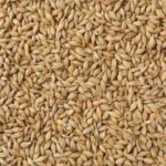 Feed Barley (Bulk)