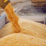 Feed Wheat (Bulk)