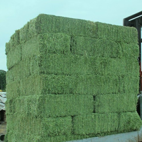 Lucerne Hay Lucerne Hay (Bulk) - Image 1