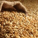 Malting Barley (Bulk)