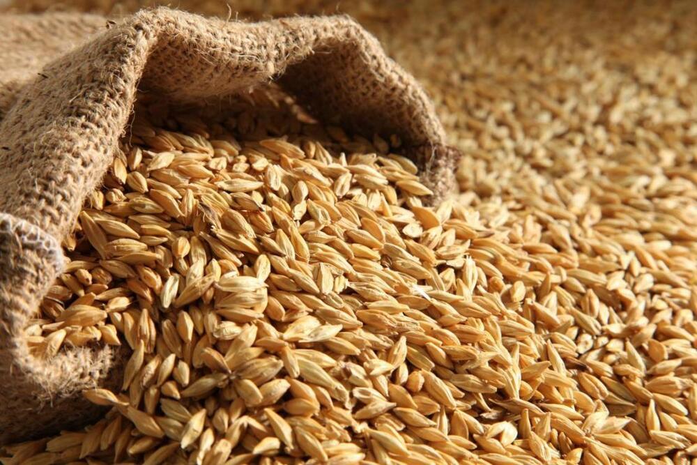 Malting Barley Malting Barley (Bulk) - Image 1
