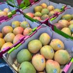 Mangoes (KP/R2E2) (Bulk)