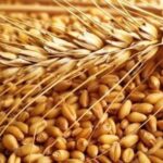 Milling Wheat (APW/H2) (Bulk)