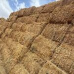 Oaten Hay (Bulk)