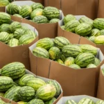 Rockmelon / Watermelon (Bulk)
