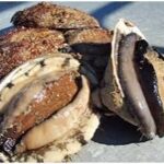 Blacklip Abalone (live) (Bulk)