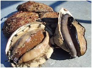 blacklip-abalone-live Blacklip Abalone (live) (Bulk) - Image 1