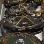 Blue Swimmer Crab (Bulk)