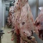 Camel Meat (Bulk)