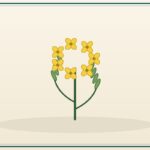 Canola (GM) (Bulk)