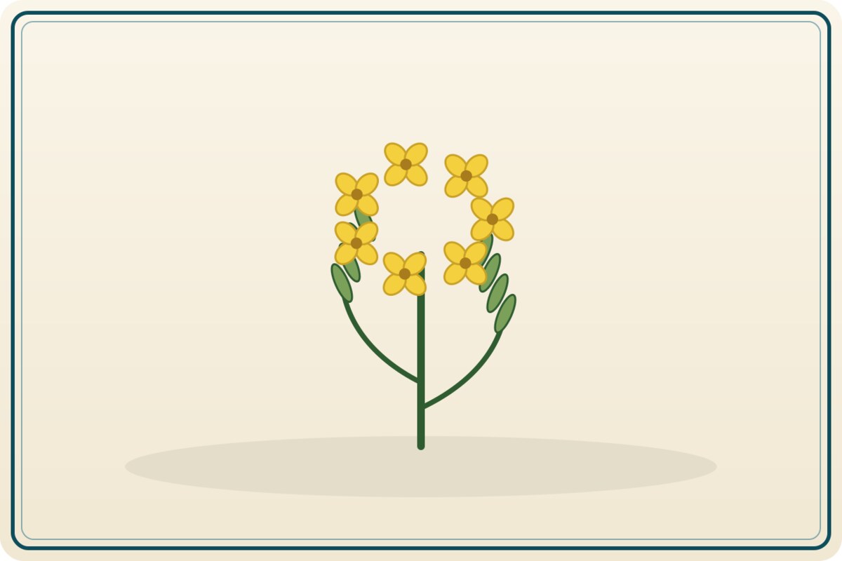 canola-non-gm Canola (non-GM) (Bulk) - Image 1