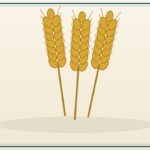 Durum Wheat (Bulk)