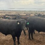 Live Feeder & Slaughter Cattle ‡ (Bulk)