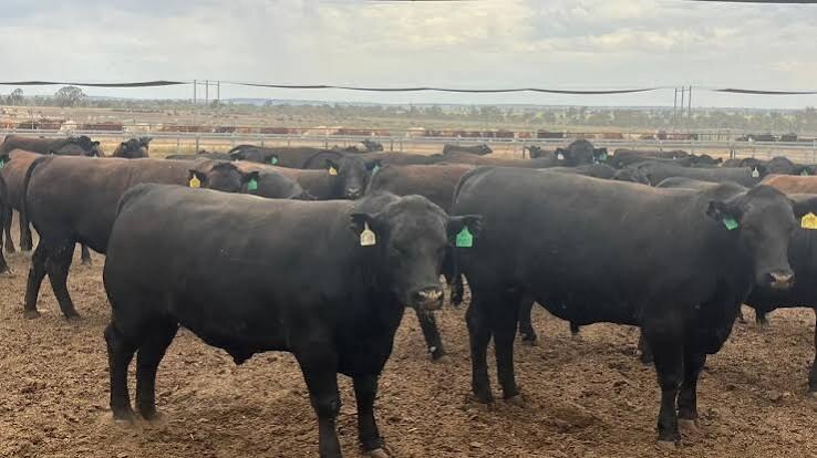 live-feeder-slaughter-cattle Live Feeder & Slaughter Cattle ‡ (Bulk) - Image 1