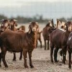 Live Goats ‡ (Bulk)