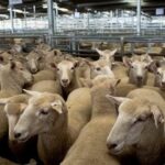 Live Sheep ‡ (Bulk)