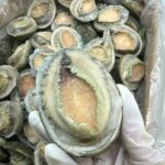 Roei Abalone (live) (Bulk)