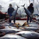 Spanish Mackerel (Bulk)
