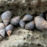 Turban Sea Snail & Periwinkle (Bulk)